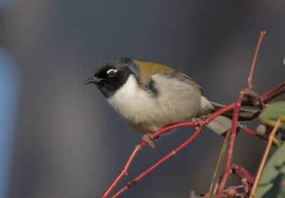 Black-headed Honeyeater