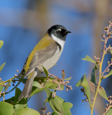 Black-headed Honeyeater