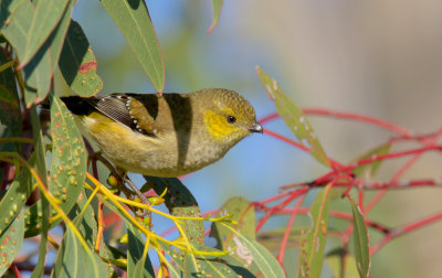 Forty-spotted Pardalote