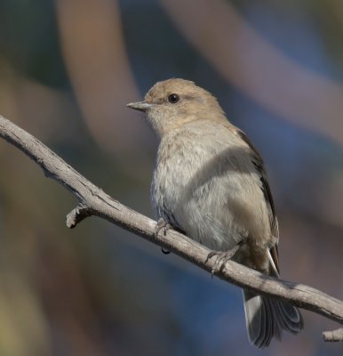 Dusky Robin