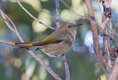 Crescent Honeyeater (female)