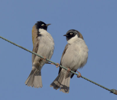 Black-headed Honeyeater
