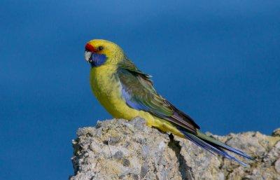 Green Rosella