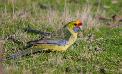 Green Rosella