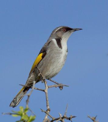 Crescent Honeyeater