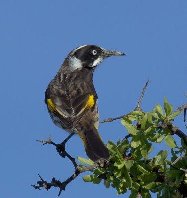 New Holland Honeyeater