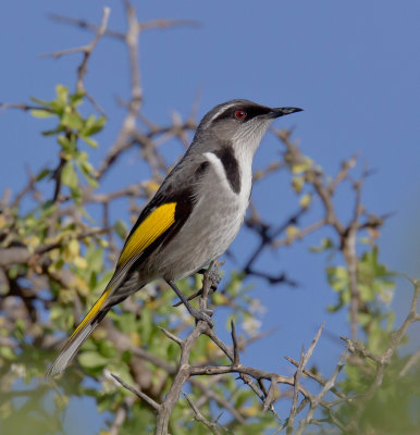 Crescent Honeyeater