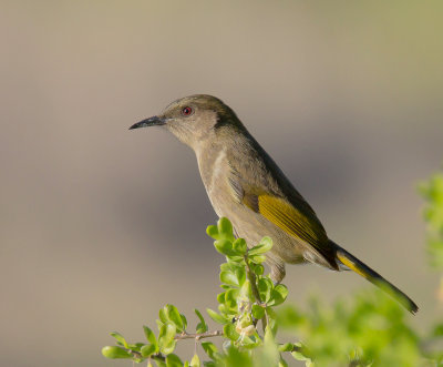 Crescent Honeyeater (female)