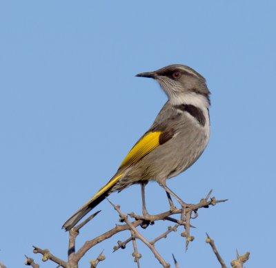 Crescent Honeyeater