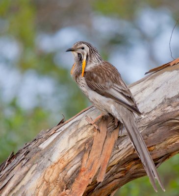 Yellow Wattlebird