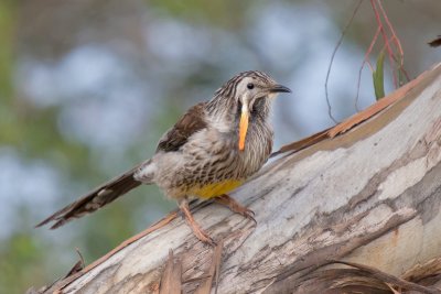 Yellow Wattlebird