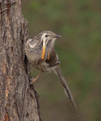 Yellow Wattlebird