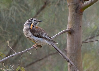 Yellow Wattlebird