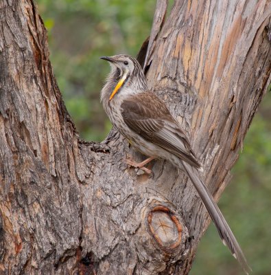 Yellow Wattlebird
