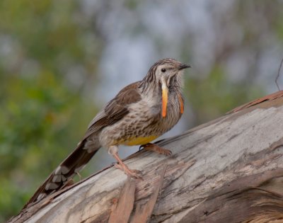 Yellow Wattlebird
