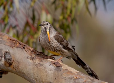 Yellow Wattlebird