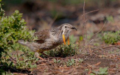 Yellow Wattlebird