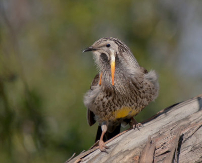 Yellow Wattlebird