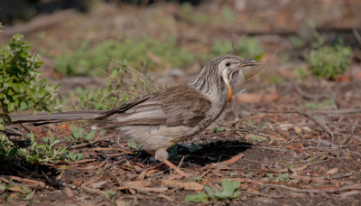 Yellow Wattlebird