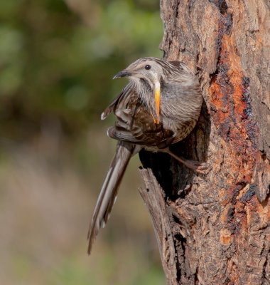 Yellow Wattlebird