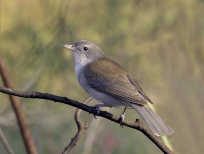 Grey Shrike-thrush