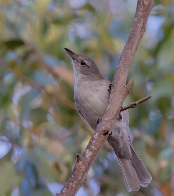 Grey Shrike-thrush