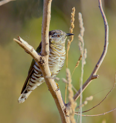 Shining Bronze-Cuckoo