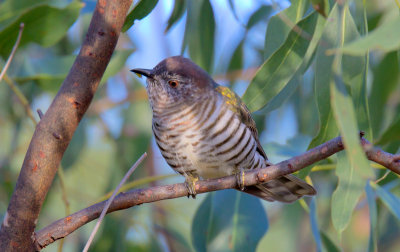 Shining Bronze-Cuckoo