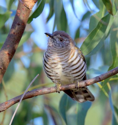 Shining Bronze-Cuckoo