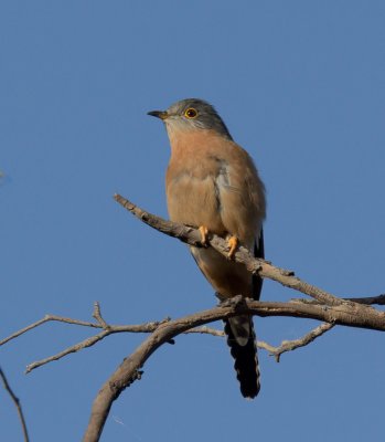 Fan-tailed Cuckoo