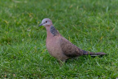 Spotted Turtle-Dove