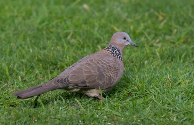 Spotted Turtle-Dove