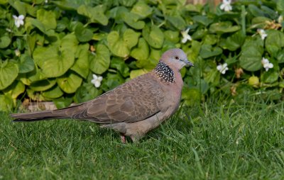 Spotted Turtle-Dove