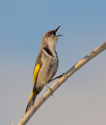 Crescent Honeyeater