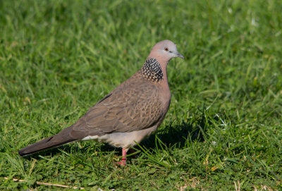 Spotted Turtle-dove