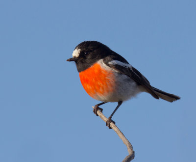 Scarlet Robin