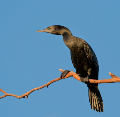 Little Black Cormorant