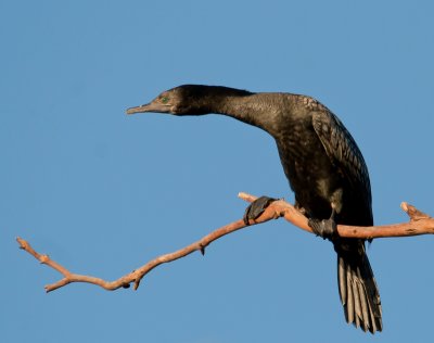 Little Black Cormorant