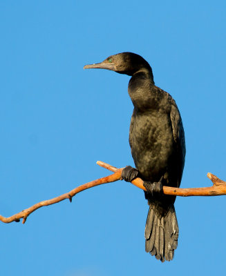 Little Black Cormorant