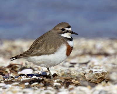 Double-banded Plover