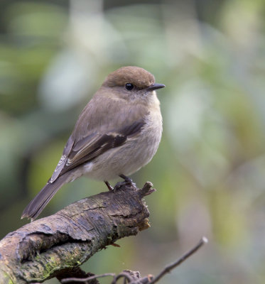 Dusky Robin