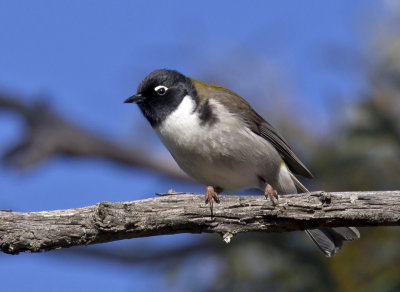 Black-headed Honeyeater