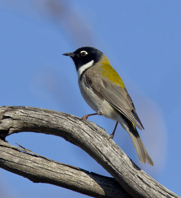 Black-headed Honeyeater
