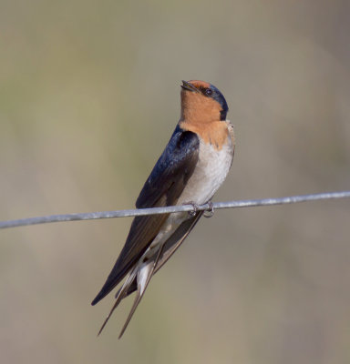 Welcome Swallow