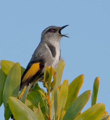Crescent Honeyeater (male)