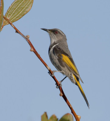 Crescent Honeyeater (male)