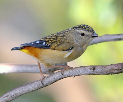 Spotted Pardalote (female)