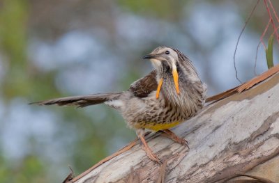Yellow Wattlebird