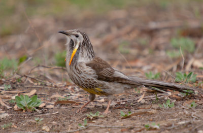 Yellow Wattlebird
