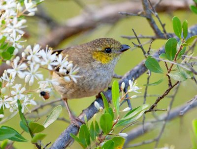 Forty-spotted Pardalote (threatened species)